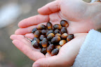 Aya will make a wreath with this handful of acorns