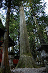Tall trees tower all over Nikko