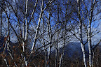 White birch trees are my favorite trees in the world