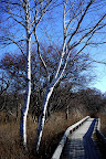 One of the few good memories of my father from my childhood involves white birch trees.