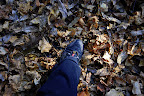 Much of the hike was spent crunchily walking on a carpet of dry, fallen leaves.  Fun!