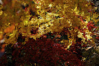 Parts of the forest had great foliage (autumn colors).