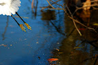 An egret starts to fly south for the winter