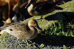 There are countless ducks standing and floating around Shinobazu Pond