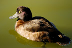 Looks like this duck is swimming in pea soup