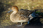 I felt really bad for this duck with the gimp left wheel.