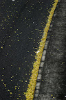 A line of ginko leaves in the gutter