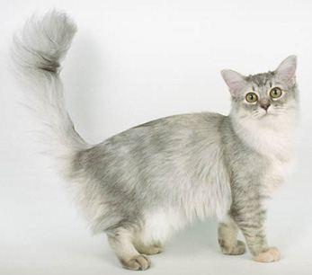 Asian Semi-longhair cat wallpaper