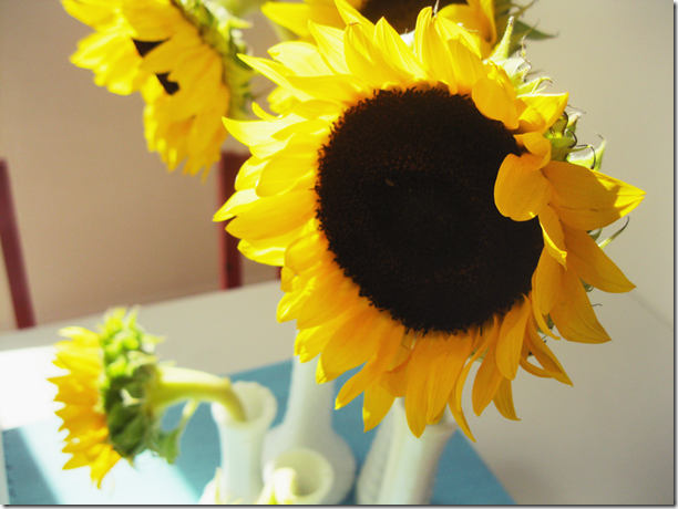 sunshine