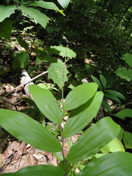 Spotting Image 1