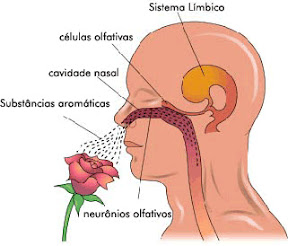 sistema-limbico.jpg