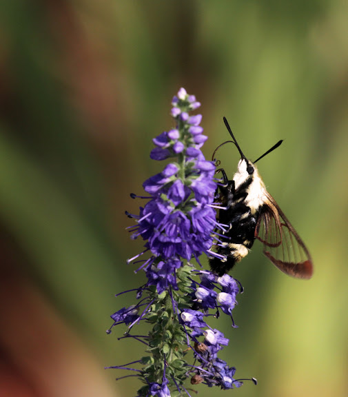 IMAGE: http://lh4.ggpht.com/_9CPibW0cfCw/TDZLGpGL3HI/AAAAAAAAAdM/rB6Yb3fzM5Y/s576/23-2.jpg