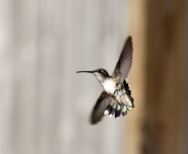 IMAGE: http://lh4.ggpht.com/_9CPibW0cfCw/TDZMqxWqARI/AAAAAAAAAdY/dyxm57QHsvo/s640/18.jpg