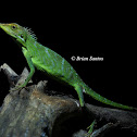Green crested lizard