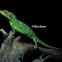 Green crested lizard