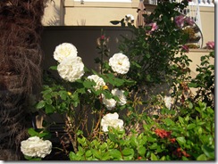 DSCN0662