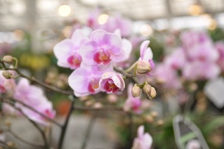 [DSC_0429c3.jpg]