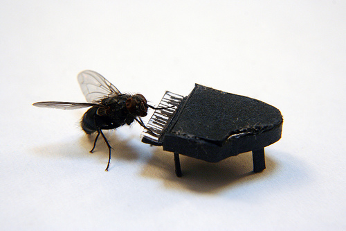 The Adventures of Mr. Fly