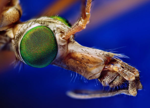 20 Incredible Eye Macros