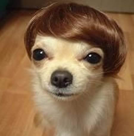 Hair Cuts  Dogs on Por Ultimo La Foto Del Can Mas Famoso   Firulais Morgan   Fecha De La