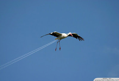 Stork Plane forced perspective