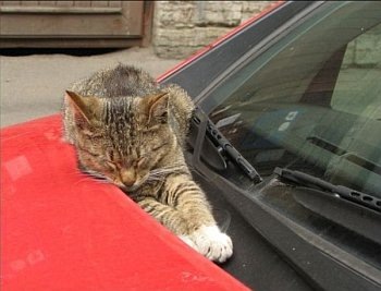 [cat01[3].jpg]