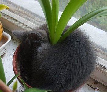 [cat02[3].jpg]
