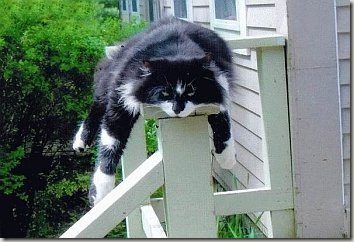cat05