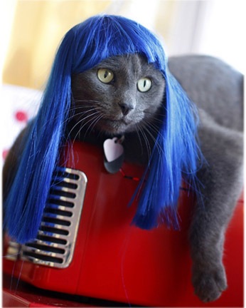 [kitty wigs 07[2].jpg]