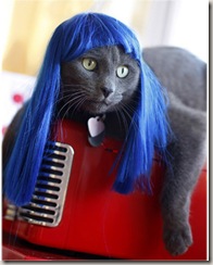 kitty wigs 07