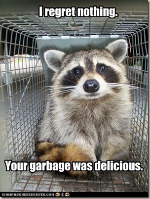 funny-pictures-raccoon-ate-your-garbage