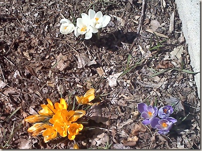 crocuses in front yard