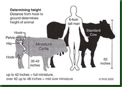 cattleheight_294122704_std