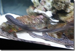 Aquarium April 2011 017