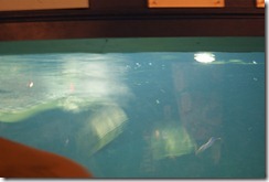 Aquarium April 2011 028
