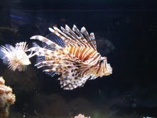 [weirdfish[2].jpg]