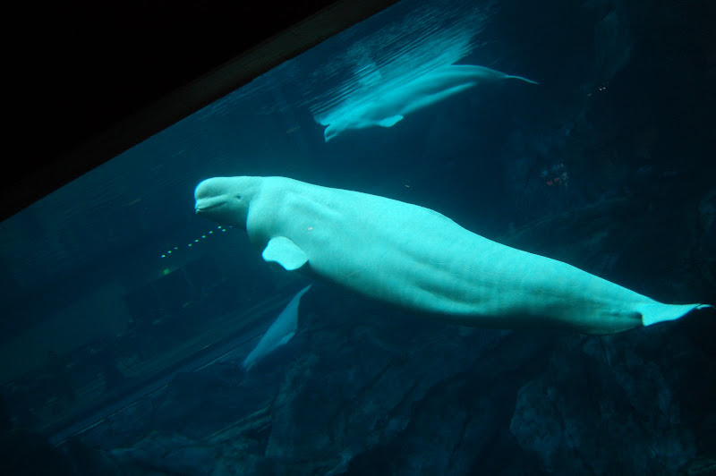 Weeeee!!! Baby beluga in the deep blue sea...