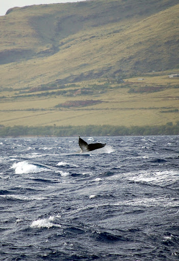 Maui is known for the whale migration - taken from the boat 5 mi. from the harbor.