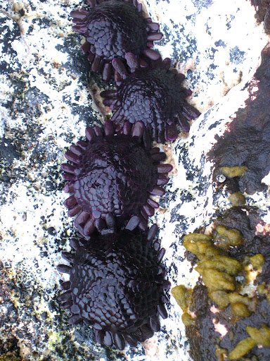 Sea creatures! Tons of sea life in the tide pools!
