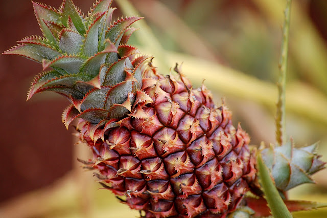 I have a passion for pineapple. Sooooo sweet!