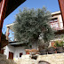 Vouni Lodge - Main Photo, Vouni Lodge - Vouni Lodge is an old two storey stone village guest house that was built more than two hundred years ago, it has been recently restored to its original splendor. Situated in the picturesque village of Vouni in the Limassol district, The Vouni Lodge has three separate one bedroom apartments available for holiday rental, each of which can accommodate up to four persons per apartment. Located in the foothills of the Troodos mountains the lodge is only a thirty minute drive from the seaside town of Limassol, so ideally located for both the countryside and the beach. Found out more at Whole Travel, http://www.wholetravel.com/supplier/vouni-lodge., Cyprus Album