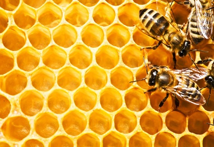 SWARMING shutterstock_5922463