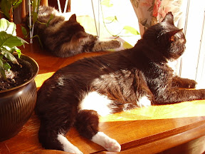 Jack & Missy Looking Out The Window