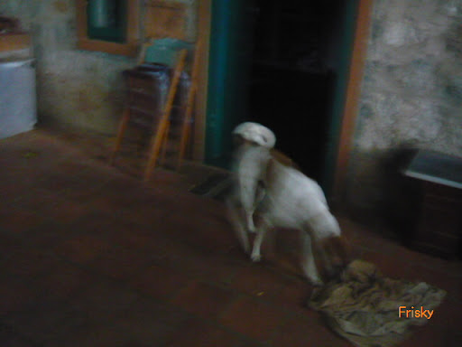 Frisky near his bed