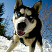 Kutya portrék - Csedő Attila fotói