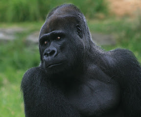 गोरीला
