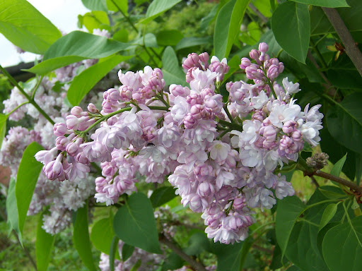 Raintree Nursery