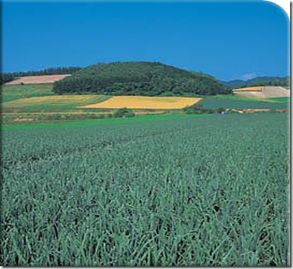 cebola-campo1