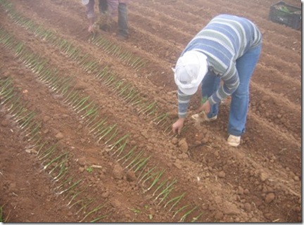 plantio batatas ceb 02
