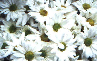 [CRISANTEMO MARGARIDA[4].jpg]